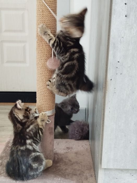 Шотландские котята