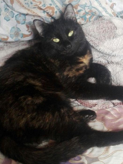 Потерялась кошка черная с рыжими пятнами на чиланзар 24