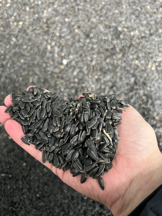 Подсолнечник масличный