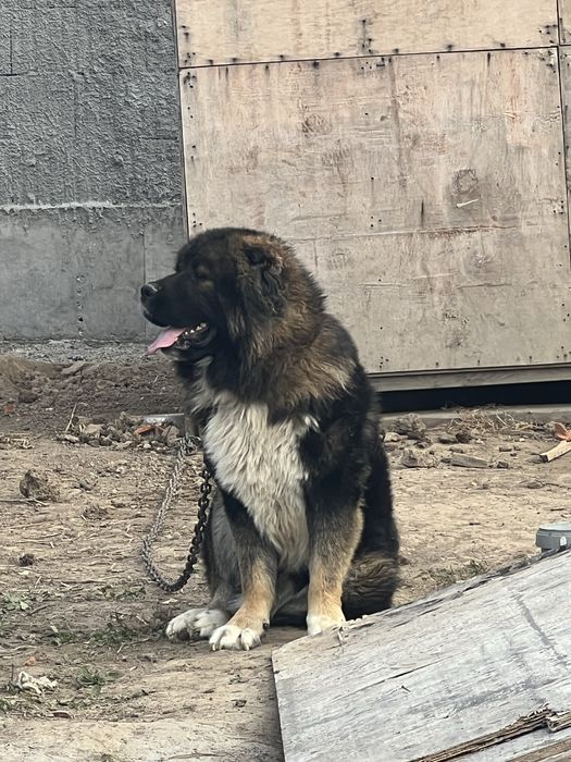 Vand mascul ciobanesc caucazian cu pedigree
