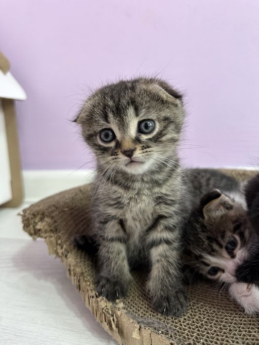 Котенки,вислаухи