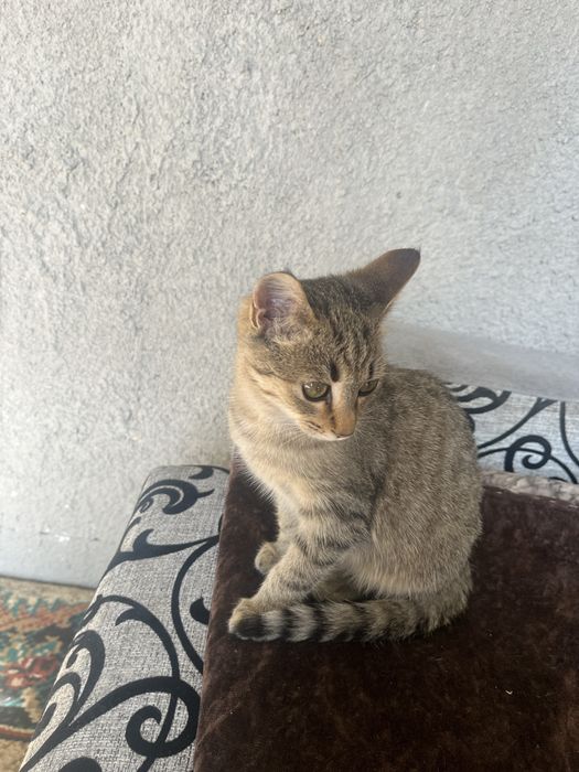 Котенок.