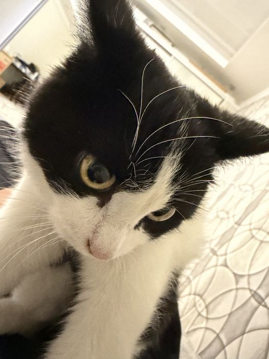 очень хорошие кошки