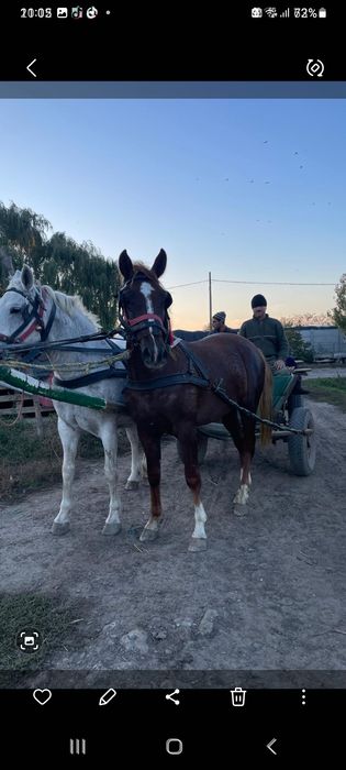 Armăsar vârstă 2 ani
