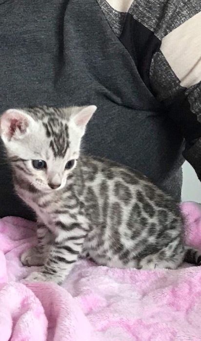 Бенгальские котята