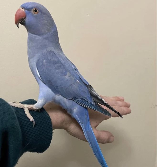 Papagali blanzi pui micul alexandru alexander