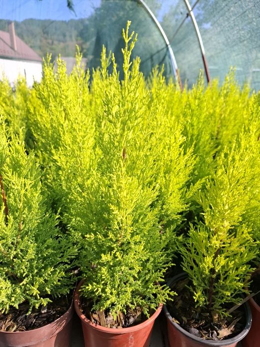 Producator vand iarba albastra si diferite plante ornamentale