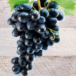 Vita de Vie (Fara samburi de Masa )