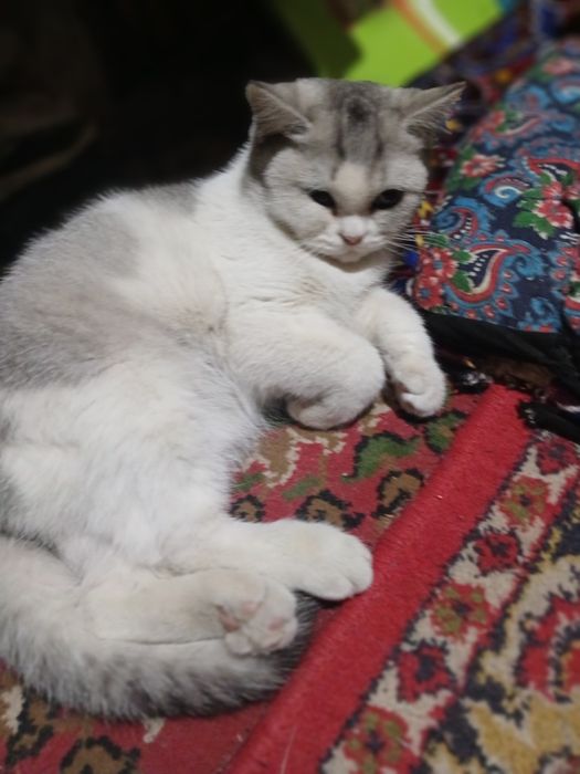 Mushu oq qora zotini blmiman