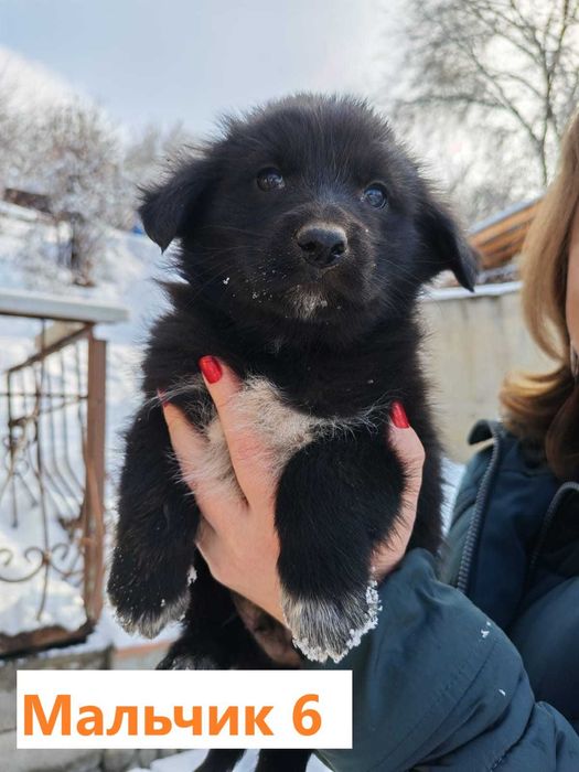 Щенки в добрые руки