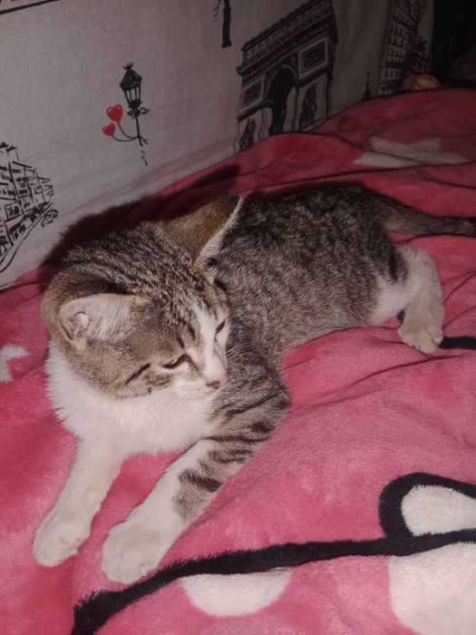 Отдам котенка девочку в хорошие руки