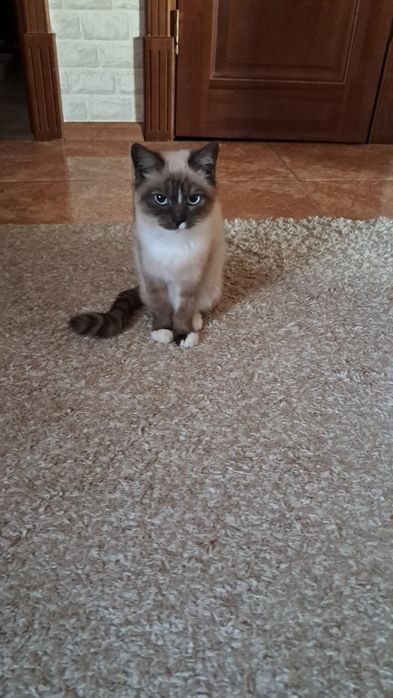 Отдам сиамскую кошечку