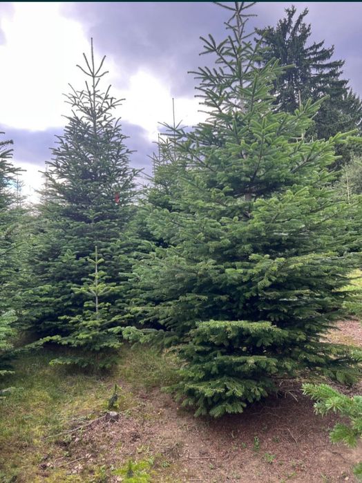 Brazi de Crăciun cu balot de pământ