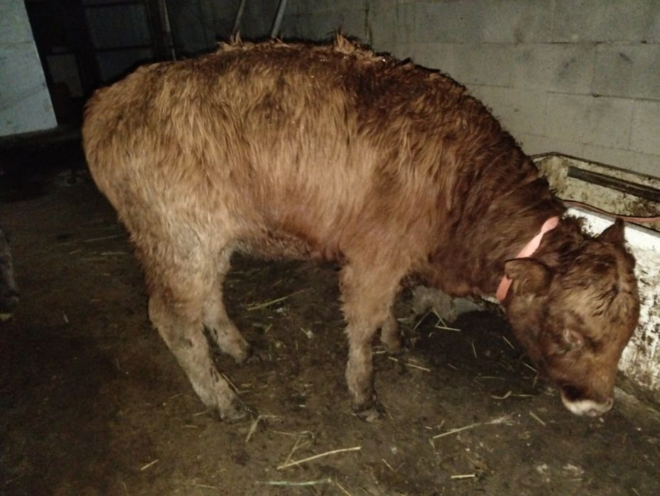 Продам телкок кунажин 1,4 ай