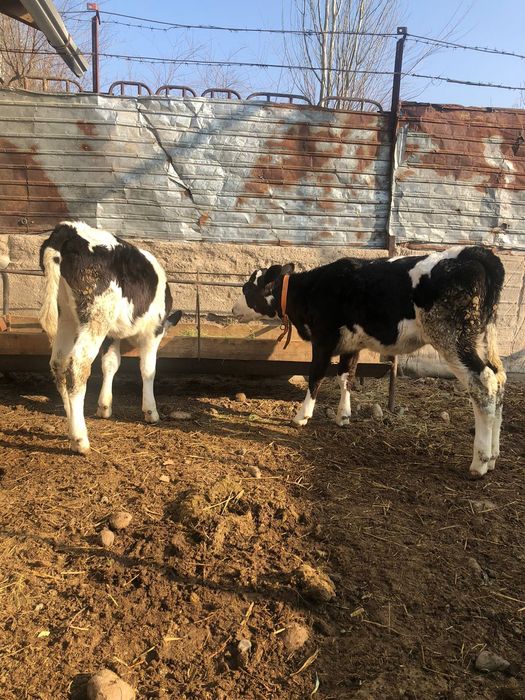 Голштейн сиыр сатылады