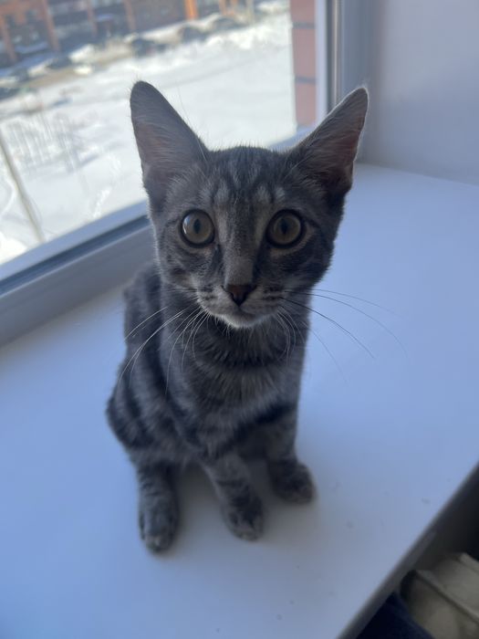 Отдам котика в добрые руки