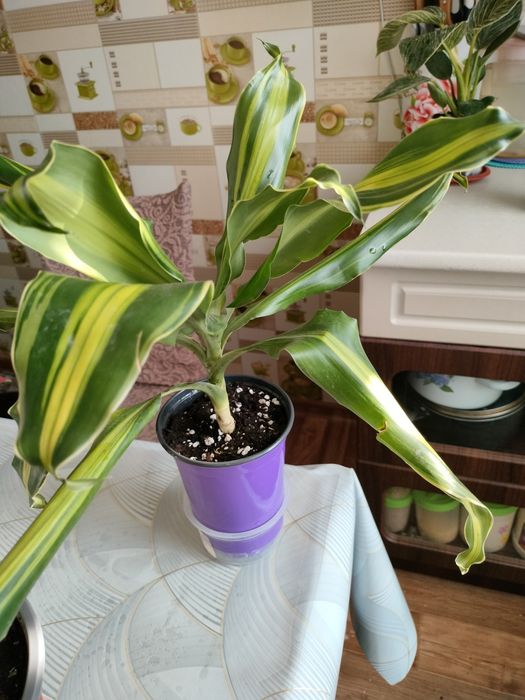 Пальма Драцена  продам