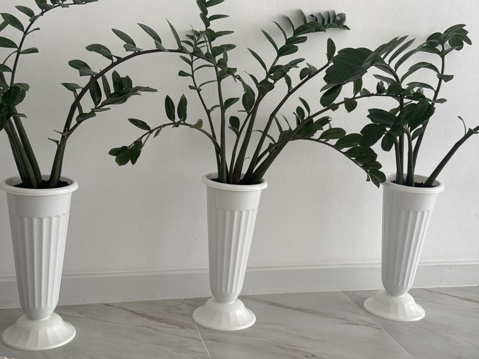 Продам долларовое дерево