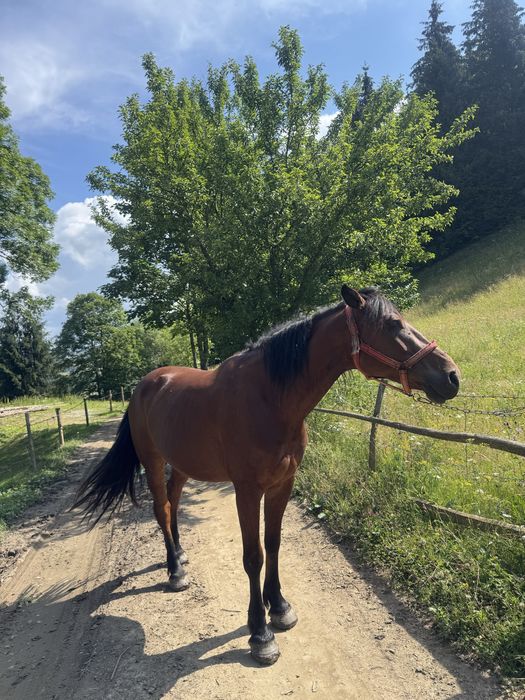 Cal de lucru de vânzare