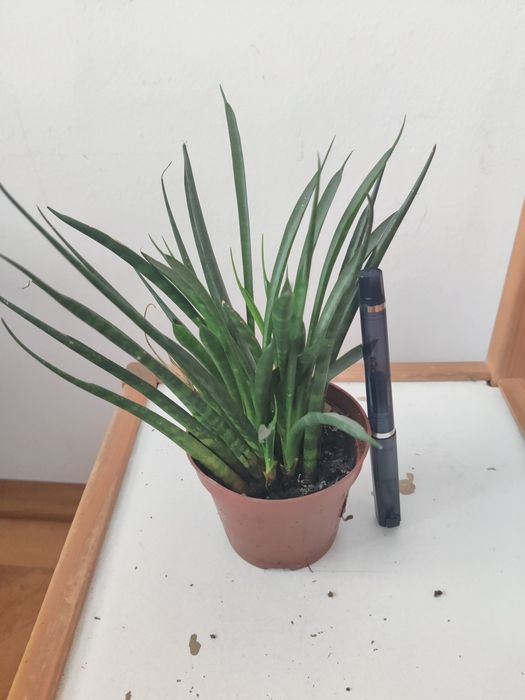 Planta Sansevieria matura