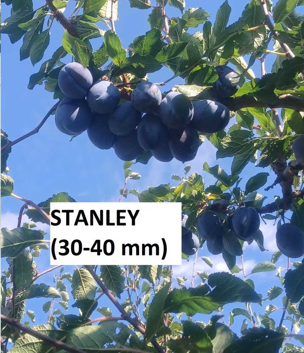 Prune Stanley si Eduard de vanzare