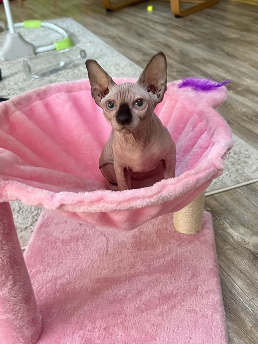 Sphynx cu pedigree si teste