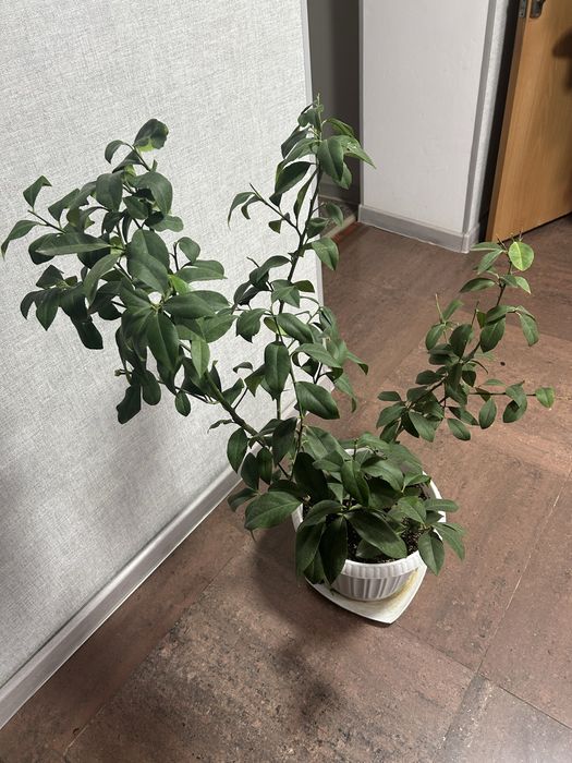 Продам комнатные цветы