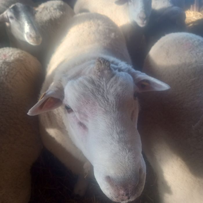 Oi texel de tinut de vanzare