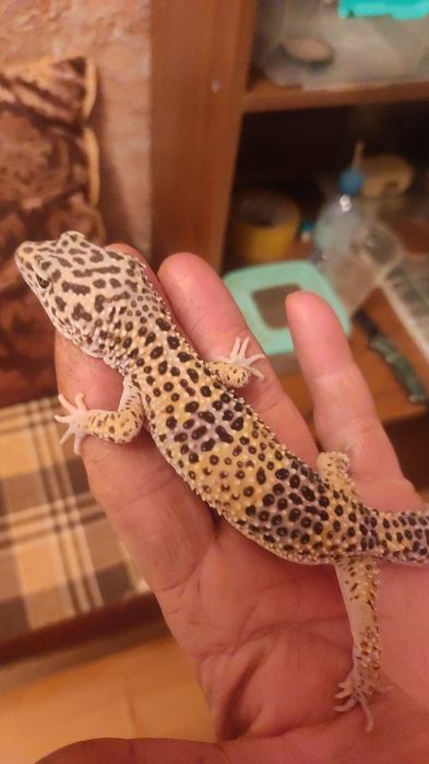 Эушки  разного возраста