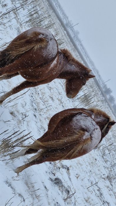 Тяж байталдар сатылады