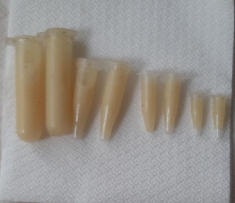 алоэ, паста цитокининовая