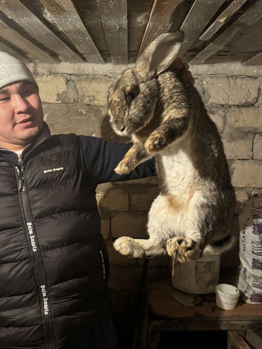 Продам кролики Микс