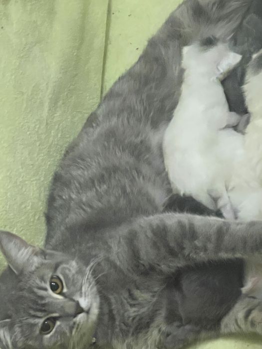 Продаются очаровательные котята