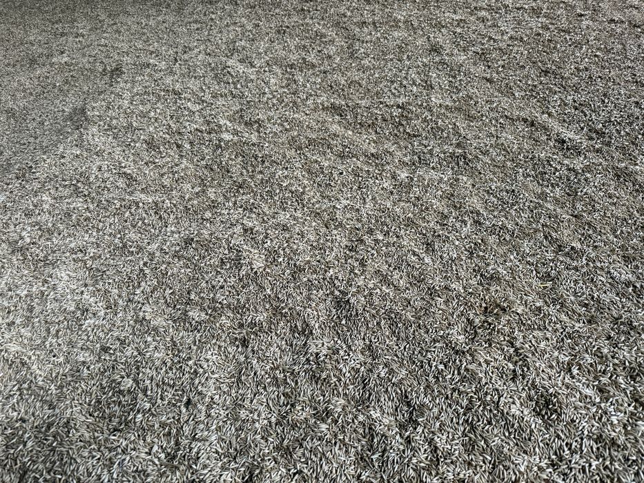 Продам сухой, чистый овес