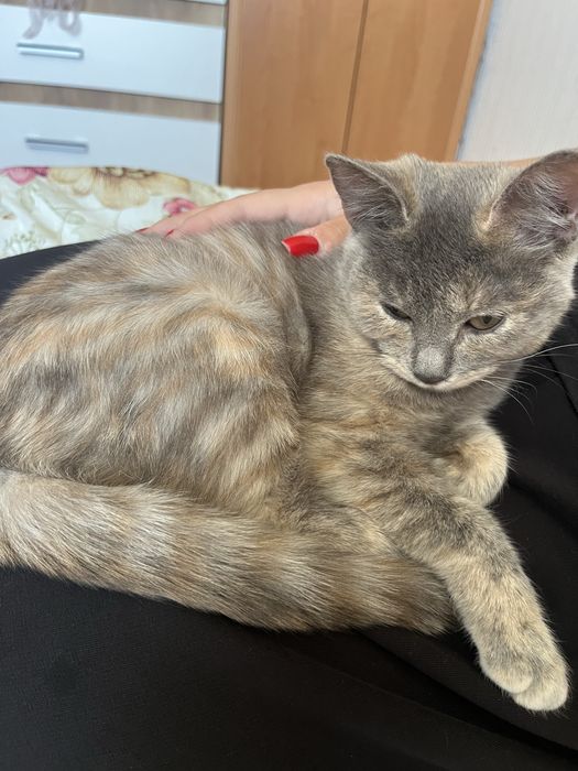 отдам кошечку даром