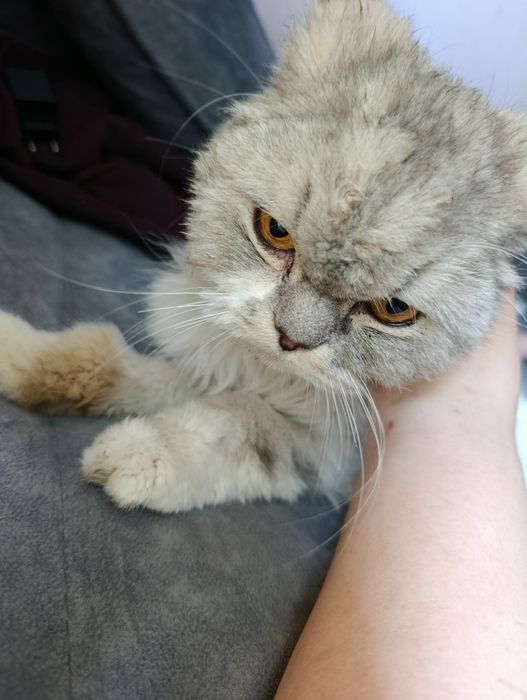Отдам кота персидской породы