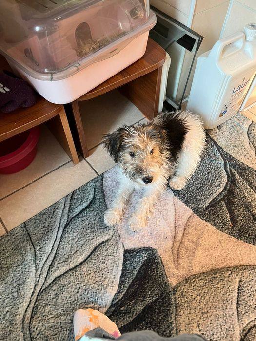 Продам фокстерьера девочку 4 месяца