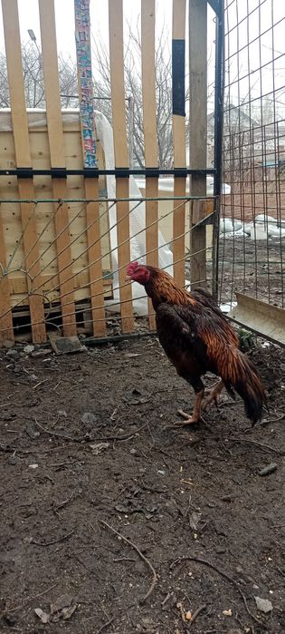 Продам Дакан июль