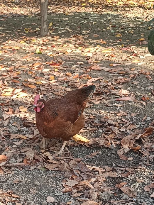 Корейский зот Хан хяп уруғланган тухумлари сотилади ва буюртма оламиз