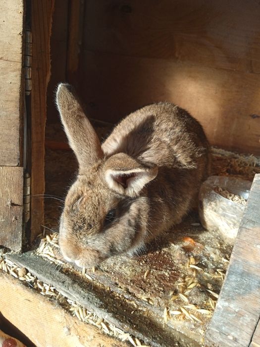 Продам кролика велекан девочка 2 месяца или обмен