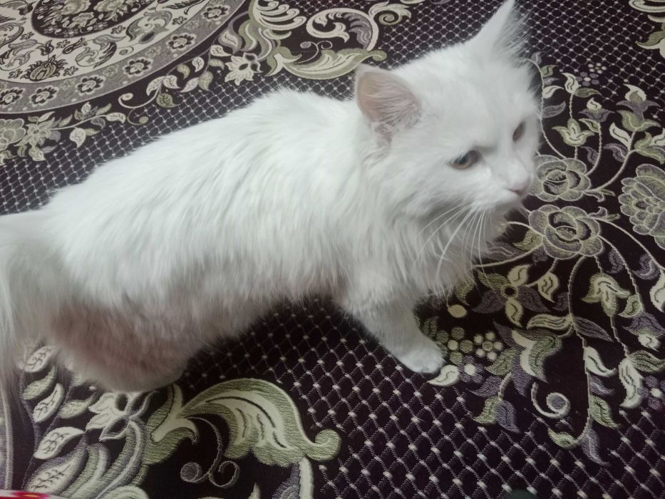 Мысық/Мышық/Кот/Кошки/Животные