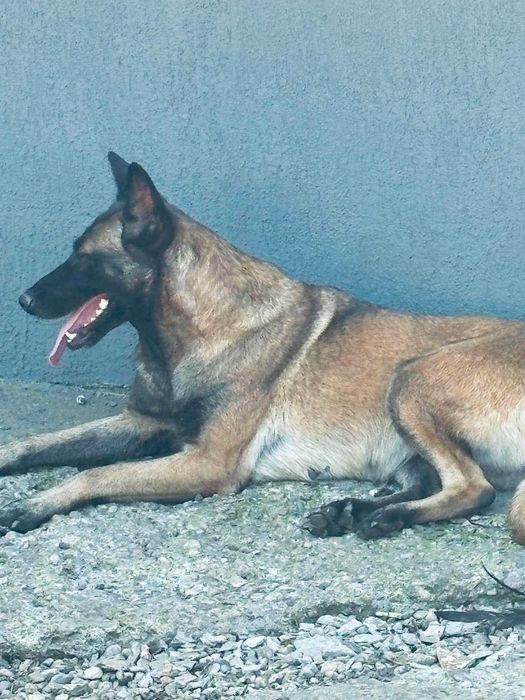 ciobanesc malinois
