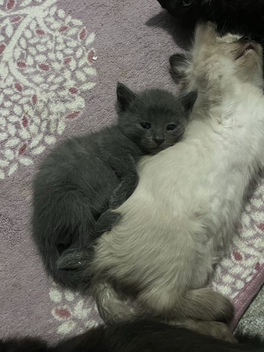 Серый котенок ШЫМКЕНТ