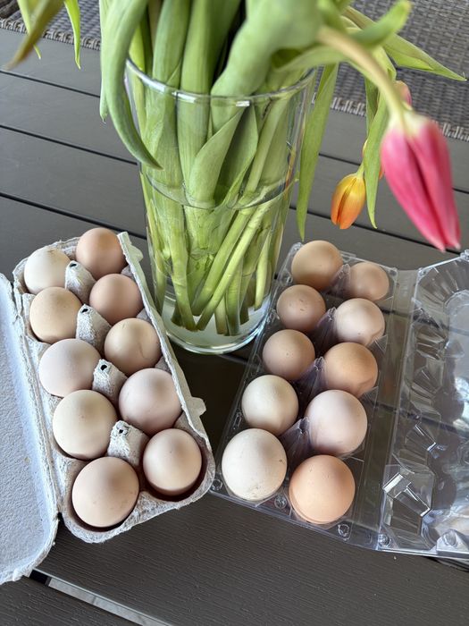 Oua de incubat de la gainile din imagine