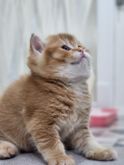 Продаются котята породы скотиш страйт