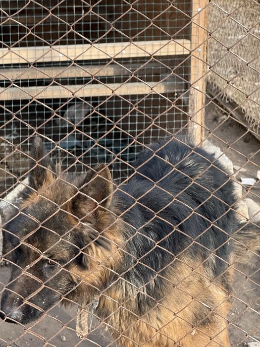 немецкий чистокровный