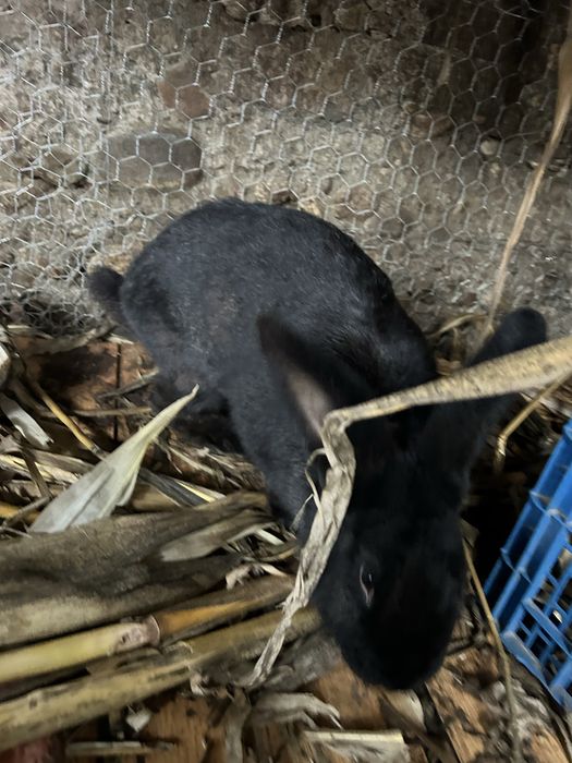 Vand iepuri de rasa!