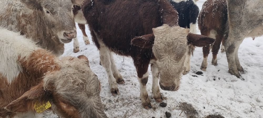 Баспақтар, қашарлар