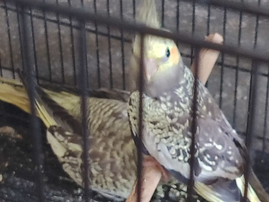 Karella korga organishga tayyor