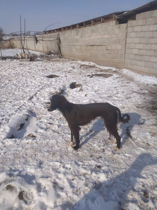 Продам тазы Молодые